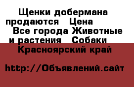 Щенки добермана  продаются › Цена ­ 45 000 - Все города Животные и растения » Собаки   . Красноярский край